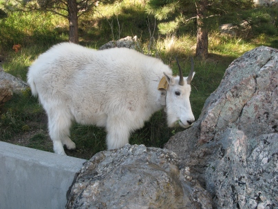 Mountain Goat @ Mount Rushmore