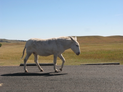 Mule @ Custer State Park