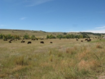 Bison @ Custer State Park