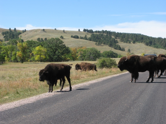 Bison @ Custer State Park